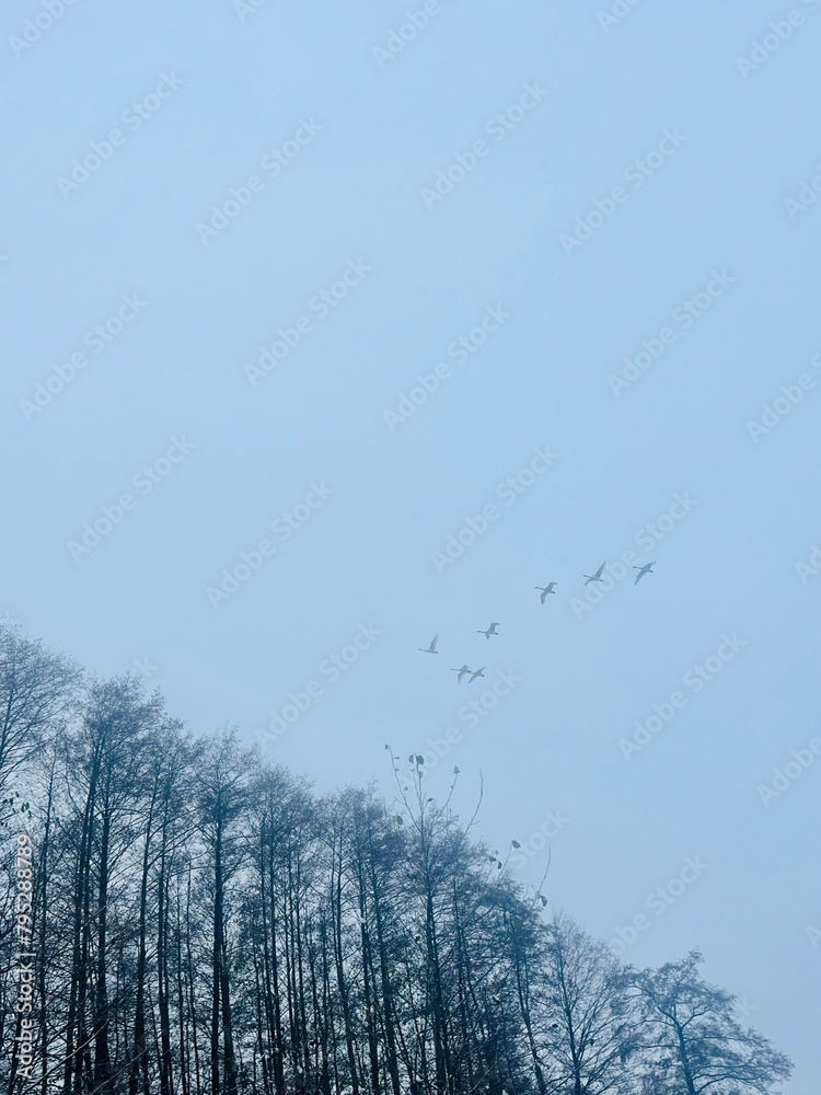 Obraz premium Flock of birds in the gray sky, autumn 