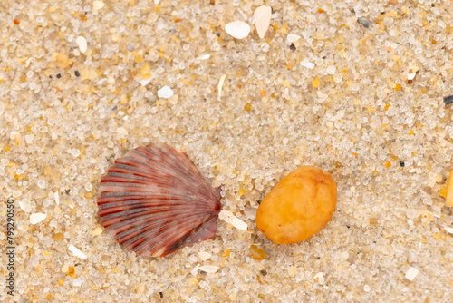 This is a beautiful image of a seashell sitting on the beach next to a tiny pebble with grains of sand all around. The scallop shell has a pretty fan look to it with ridges. The red colors stand out.