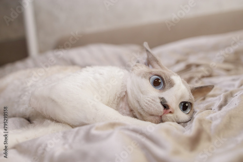 Close-up of a scared kitten's face lying on the bed. A frightened cat with big eyes and pinned ears.