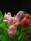 Flowers, tulips and pink in studio by dark background, blossom and peace or floral with greenery. Plant, petal and pollen for decoration, creativity and celebration as present with natural color