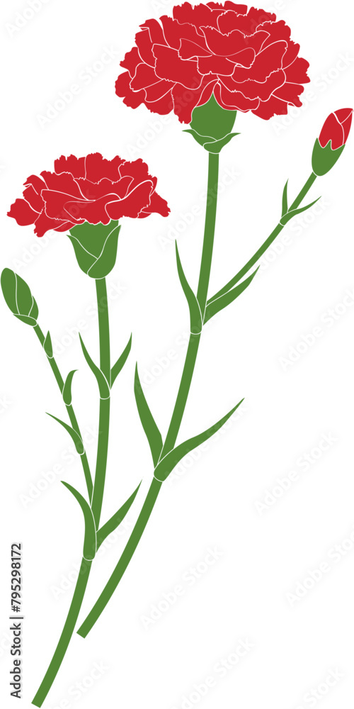 carnation carnation