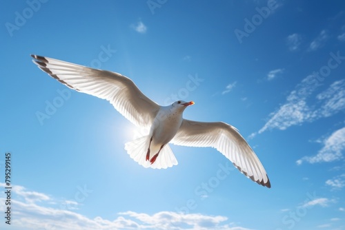 Seagull flying animal bird blue photo