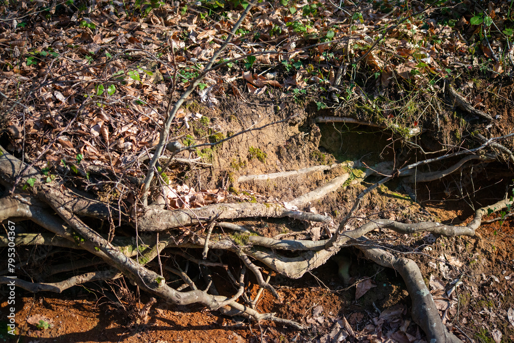 Obraz premium Roots of Life: The Hidden Network Beneath the Soil