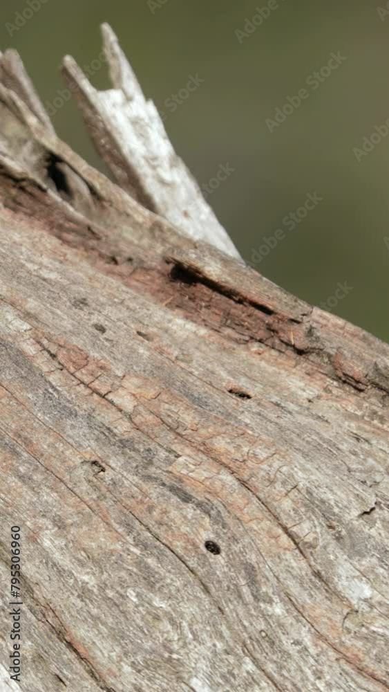 Smith's bush squirrel on branch in Africa on vertical video. Smith's bush squirrel on branch in Africa on vertical video.