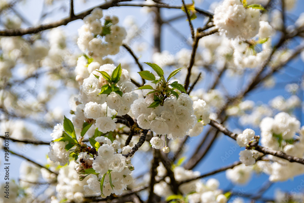 white cherry flowers on a blue background  in one of the courtyards of the city of Munich branches with cherry flowers focus on foreground