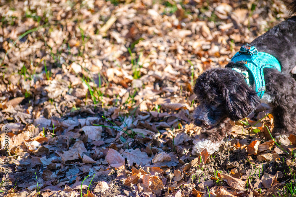 Obraz premium Forest Companions: Little Maltipoo and Owner's Adventure