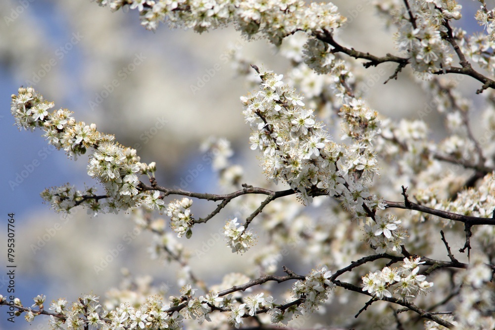 white cherry flowers in one of the courtyards of the city of Munich branches with cherry flowers focus on foreground white cherry flowers in one of the courtyards of the city of Munich branches with cherry flowers focus on foreground