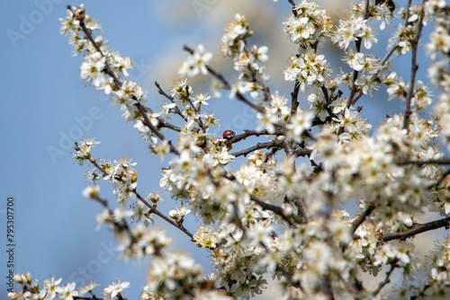 white cherry flowers on a blue background in one of the courtyards of the city of Munich branches with cherry flowers focus on background
