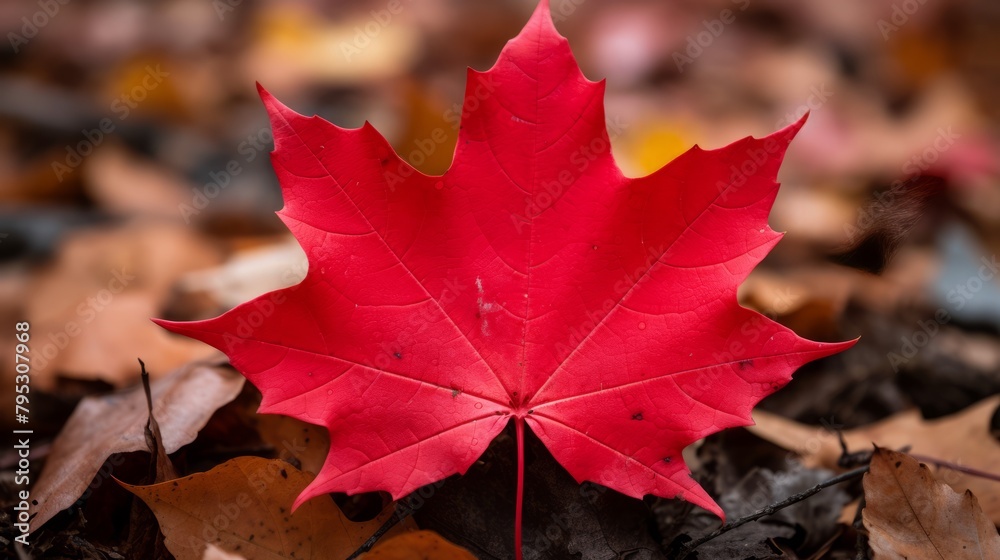Closeup of a single red maple leaf Closeup of a single red maple leaf