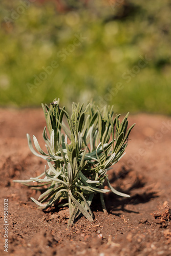 Field of young lavender. Small lavender bush in the ground