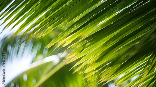 A closeup of a tropical coconut palm tree