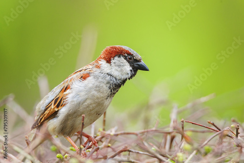 closeup of a House sparrow standing on a tree...