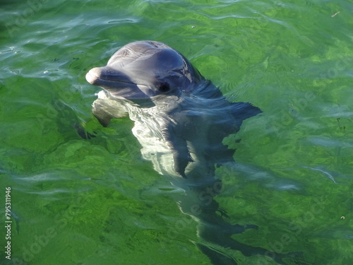 Delfin im Wasser photo