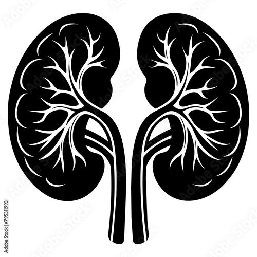  kidneys vector silhouette on white background 