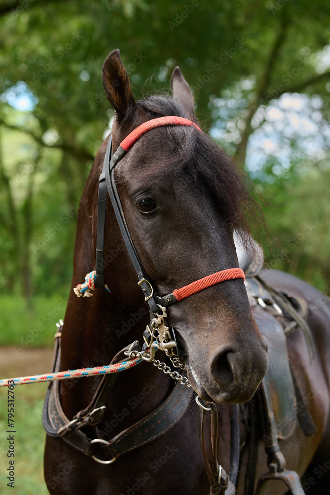 Caballo Negro con riendas y cuerdas Caballo Negro con riendas y cuerdas