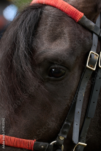 Caballo Negro con riendas y cuerdas