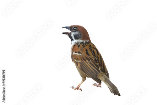 Sparrow standing isolated on transparent background png file  © Passakorn
