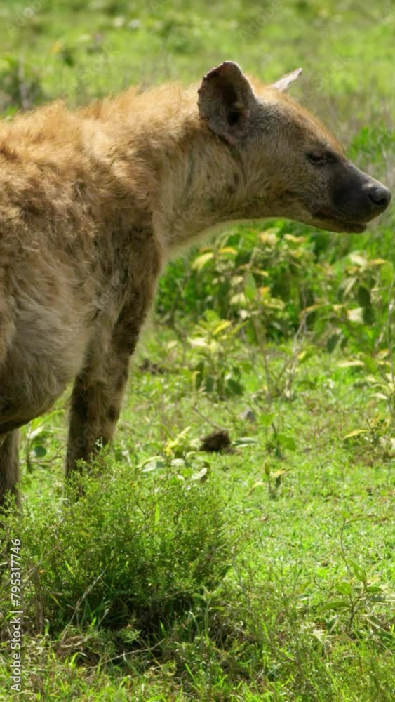 Spotted hyena African grassland wildlife safari vertical video. Spotted hyena African grassland wildlife safari vertical video.