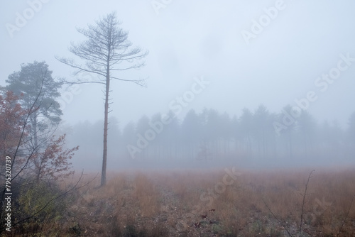 This evocative image captures the ethereal presence of a solitary tree standing tall in a misty clearing. The surrounding woodland is enveloped in a dense fog  which gives the scene a sense of