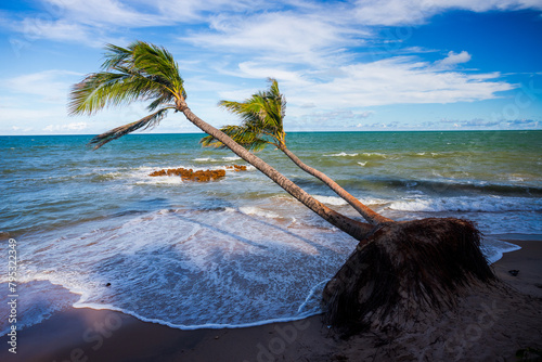 pés de coco na praia de coqueirinho, litoral da paraíba, brasil photo