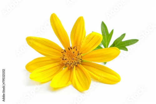 yellow flower isolated on white background highquality cut out image with clipping path studio photography