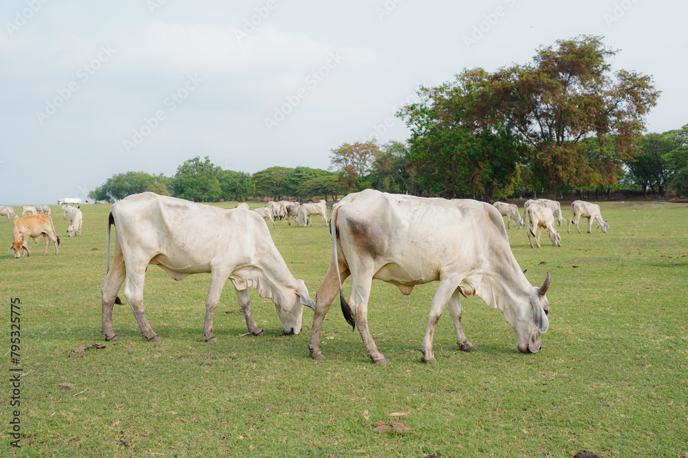 Obraz premium large herd of white cow in green grassy meadow under blue sky with white clouds. 