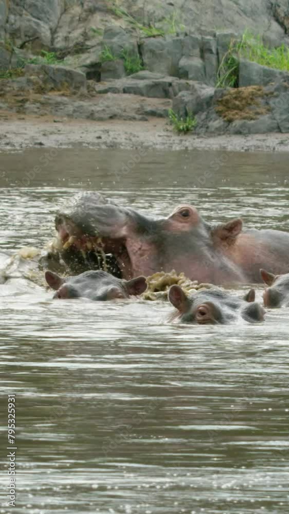 Hippopotamus animals washing and biting in a swamp on vertical video. Hippopotamus animals washing and biting in a swamp on vertical video.