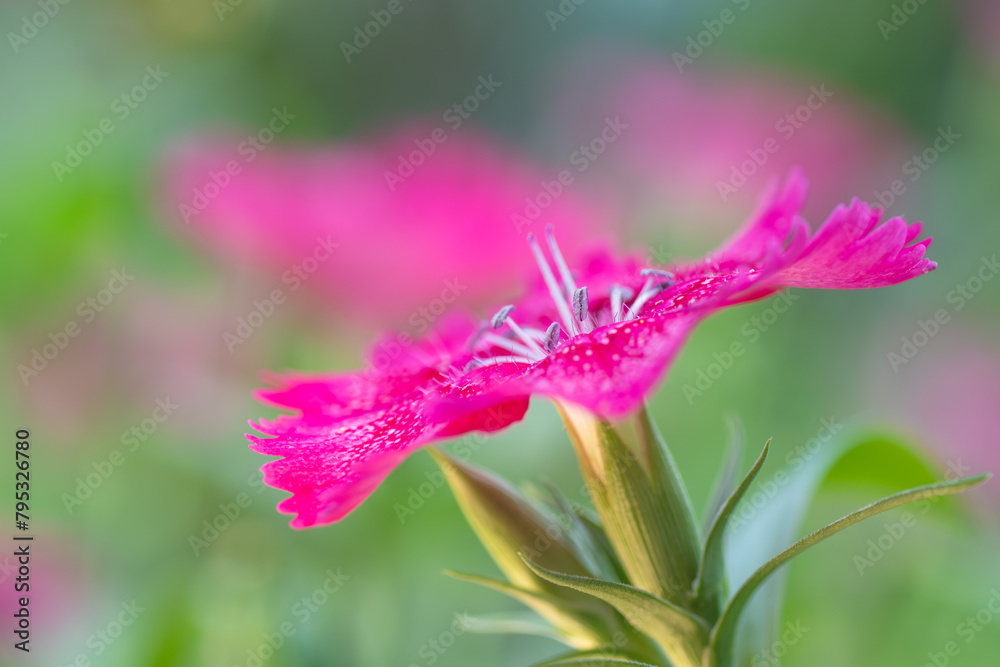 The vibrant flower petals of a dianthus in springtime.