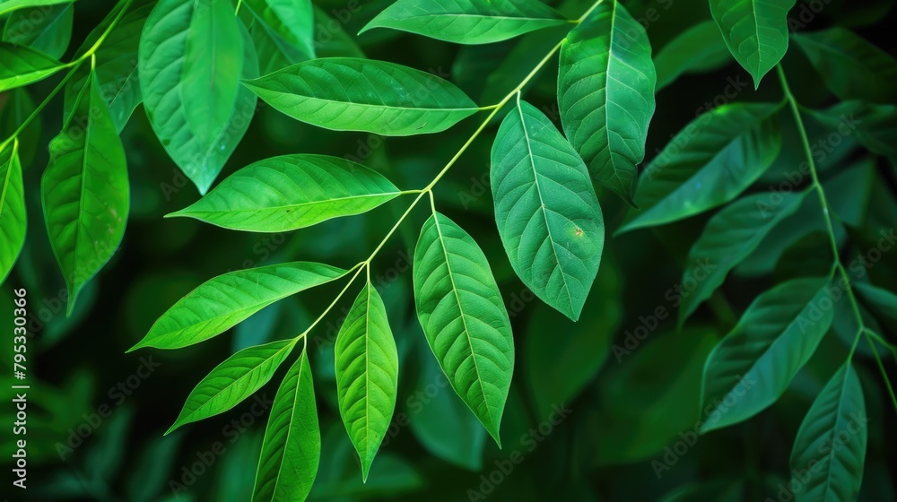 Vibrant Green Leaves in Lush Foliage Background