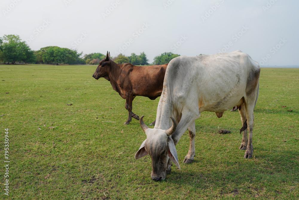 Black and white cows in a grassy field on a bright and sunny day. Cows grazing on a Field in Summertime. Black and white cows in a grassy field on a bright and sunny day. Cows grazing on a Field in Summertime.