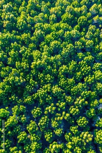 Aerial view of mangrove forest capturing co2 for carbon neutrality and net zero emissions