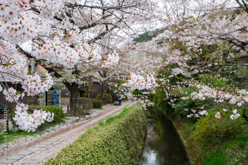 Cherry blossoms in Kyoto, Japan. Philosopher's Walk in spring, Cherry trees in blossom.