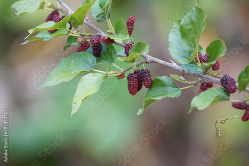 Red mulberry berry on a branch