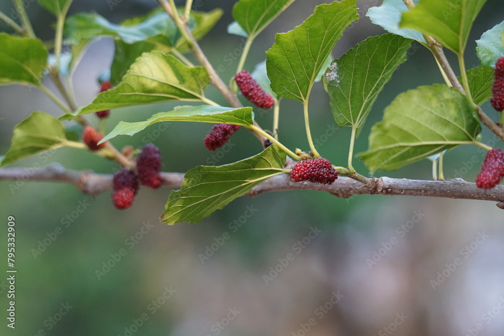 Red mulberry berry on a branch Red mulberry berry on a branch