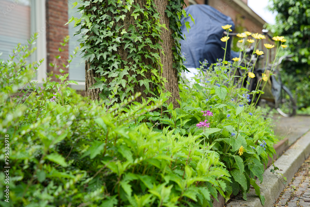 Green façade gardens and tree pit gardens for urban greening and climax adaptation