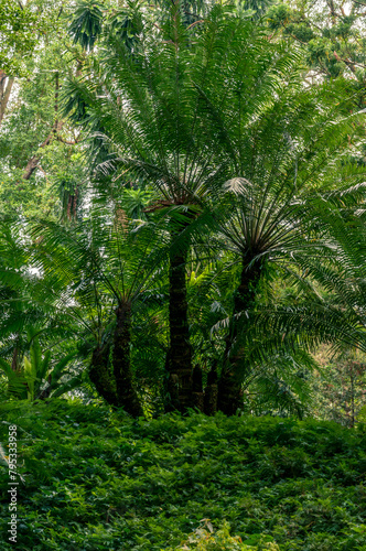 Lush Cycas plants in a tropical forest, illuminated by daylight. Cycas, ancient plants dating back to the Mesozoic era, offer intriguing botanical subjects.