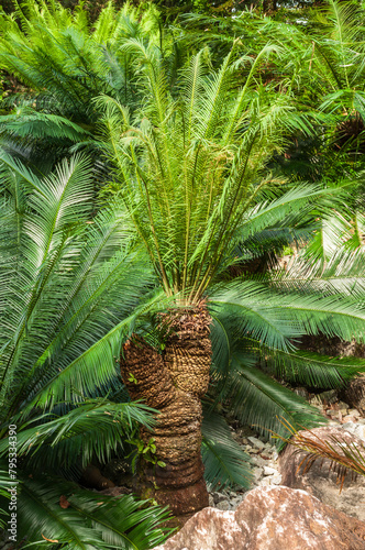 Lush Cycas plants in a tropical forest  illuminated by daylight. Cycas  ancient plants dating back to the Mesozoic era  offer intriguing botanical subjects.