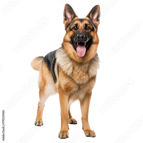 dog looking isolated on white