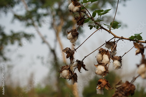 A blossoming organic white natural cotton plant