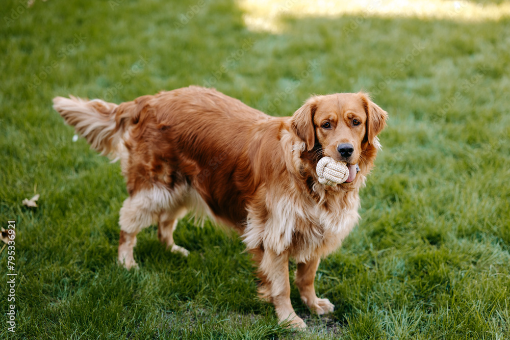 a dog with a ball in its mouth on the grass, golden retriever on grass. 