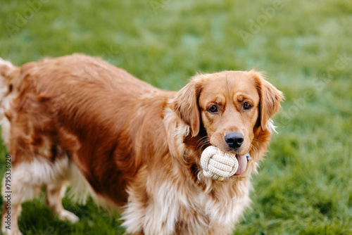 Tapety artystyczne golden retriever dog