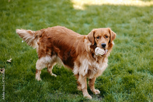 a dog with a ball in its mouth on the grass, golden retriever on grass. 