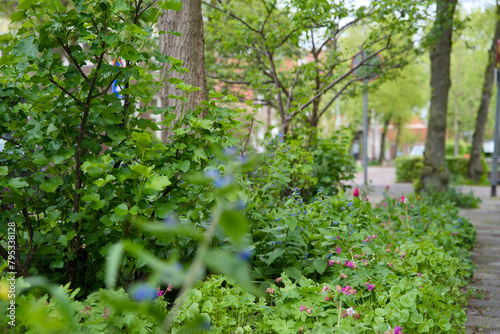 Green façade gardens and tree pit gardens for urban greening and climax adaptation © René Notenbomer