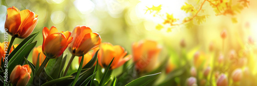 Red tulips on a blurred natural background with space for text. Spring sunny morning. Bokeh. Greeting card with spring mood