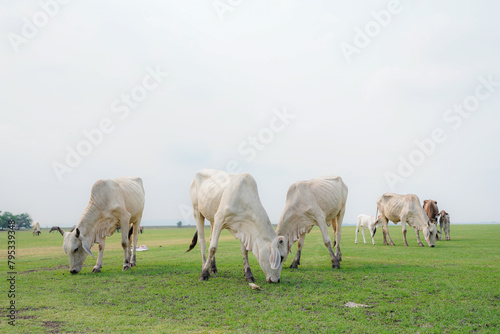 large herd of white cow in green grassy meadow under blue sky with white clouds. 