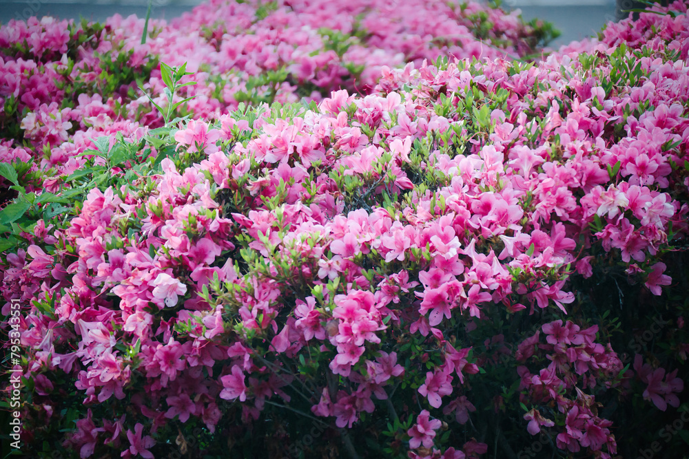 四月五月に咲く綺麗なツツジの花