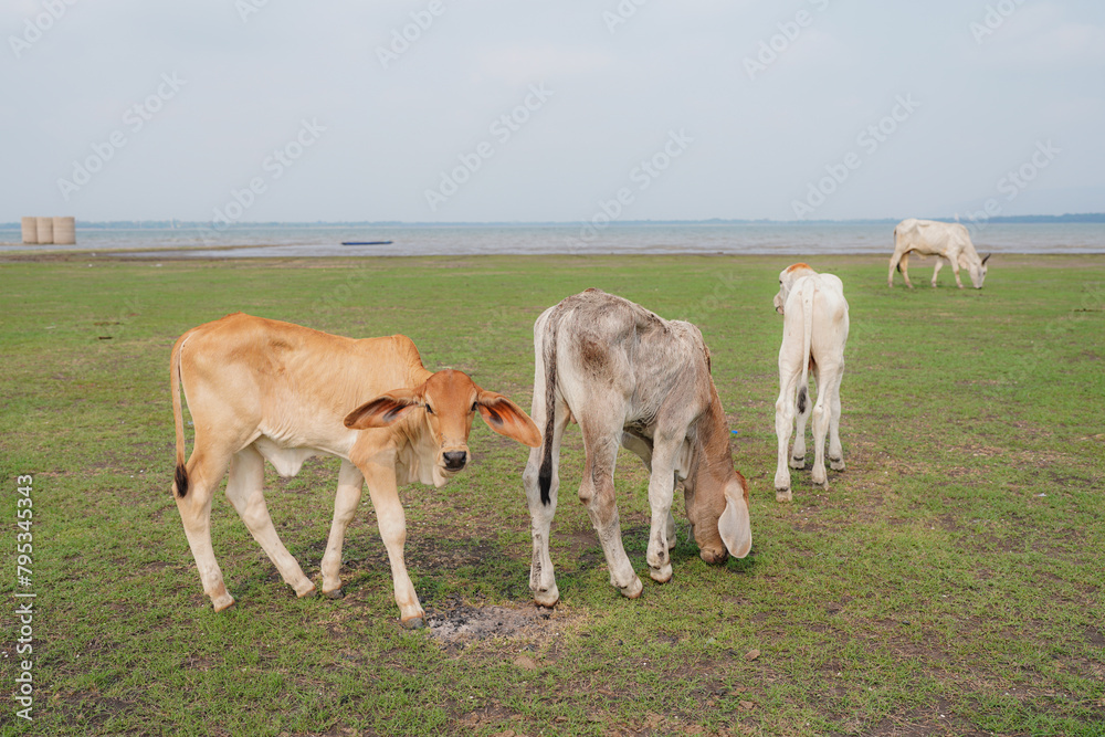 Fototapeta premium large herd of white cow in green grassy meadow under blue sky with white clouds. 