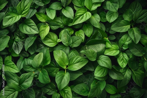 fresh green leaves background natural texture and pattern nature photography © furyon
