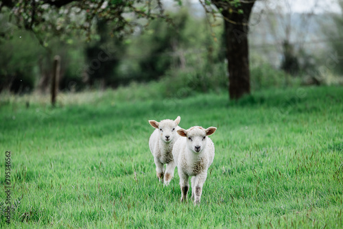 2 agneaux moutons