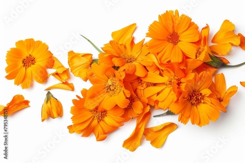 A bunch of orange flowers with some petals missing. The flowers are scattered on a white background